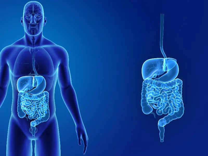 Digestive health and nervous system educational image for Delta Chiropractic
